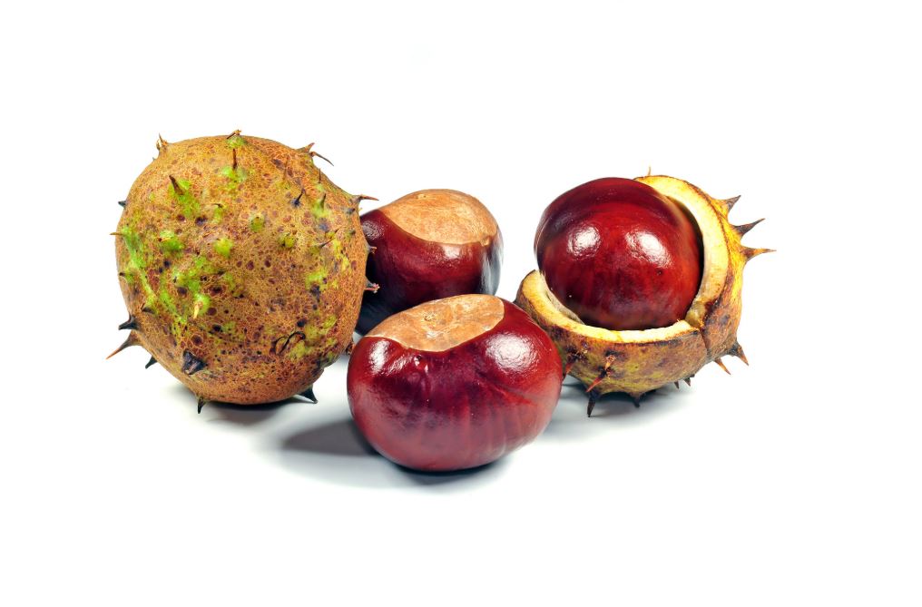 Castanul sălbatic sau castanul? - Heymoldova.com