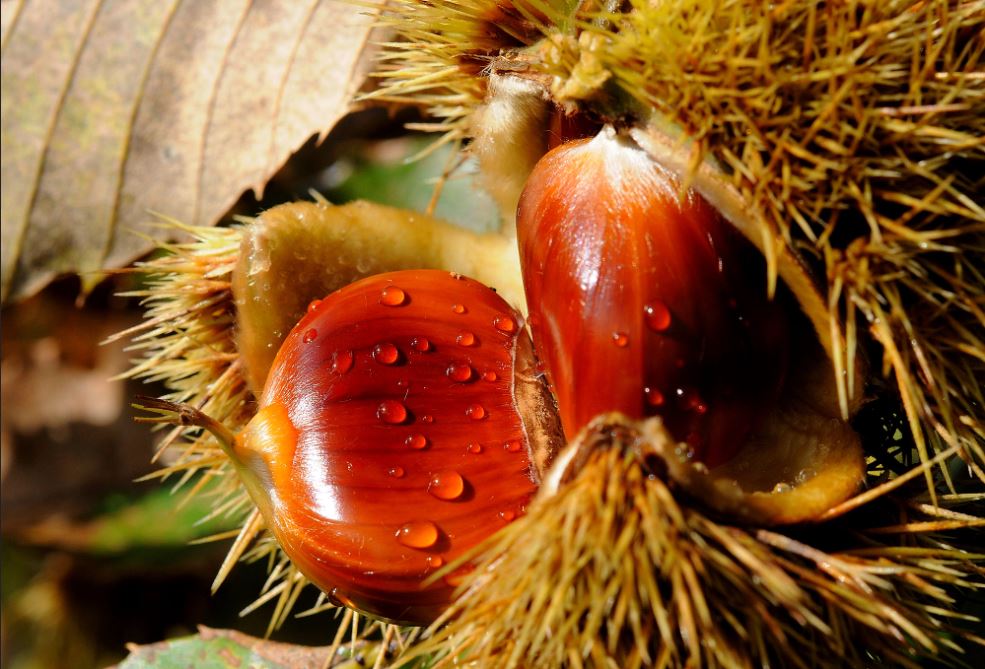Castanul sălbatic sau castanul? - Heymoldova.com