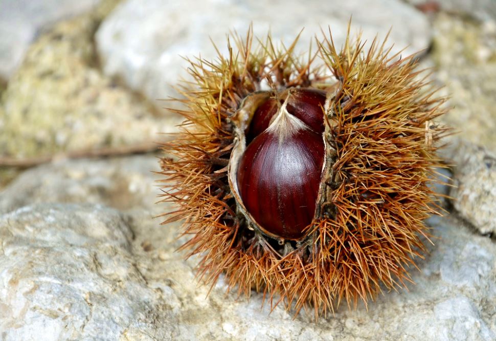 Castanul sălbatic sau castanul? - Heymoldova.com