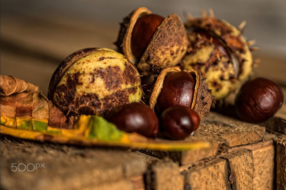 Castanul sălbatic sau castanul? - Heymoldova.com