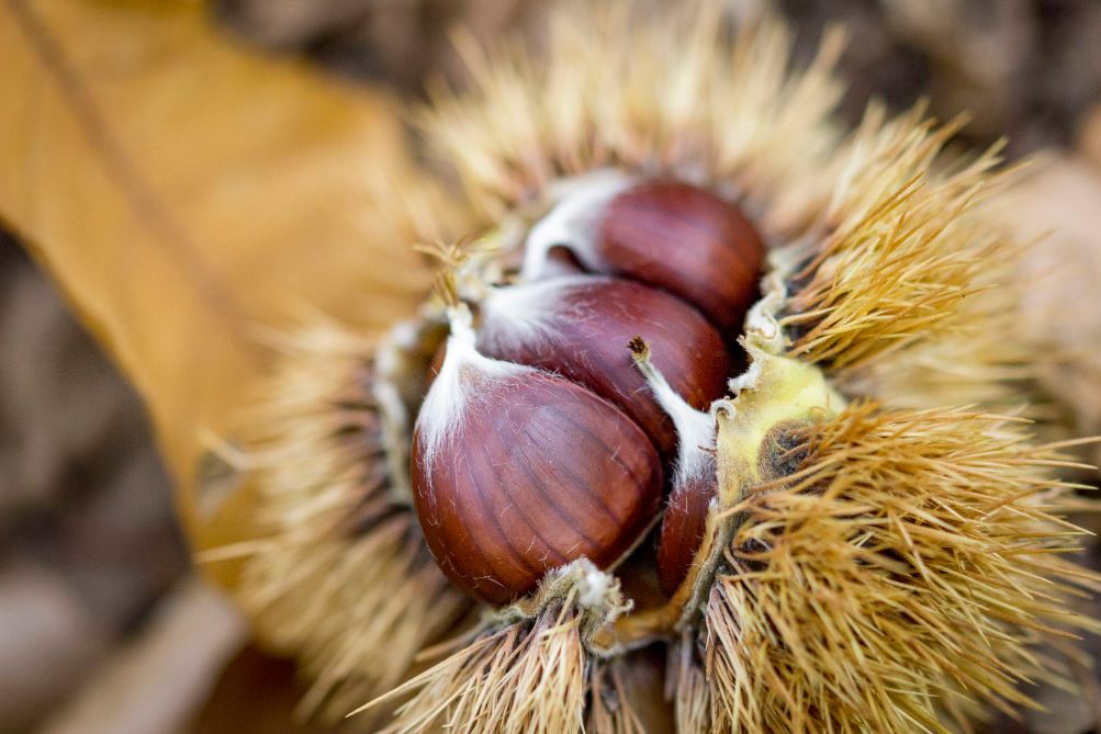 Castanul sălbatic sau castanul? - Heymoldova.com