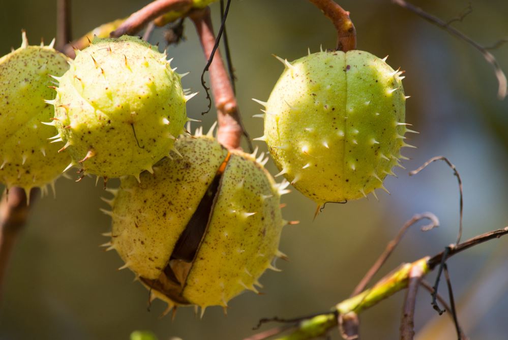 Castanul sălbatic sau castanul? - Heymoldova.com