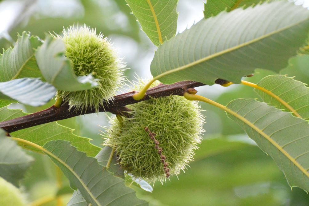 Castanul sălbatic sau castanul? - Heymoldova.com