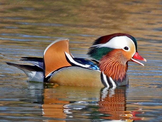 Fare Birdwatching in Moldova: i 5 migliori luoghi di osservazione