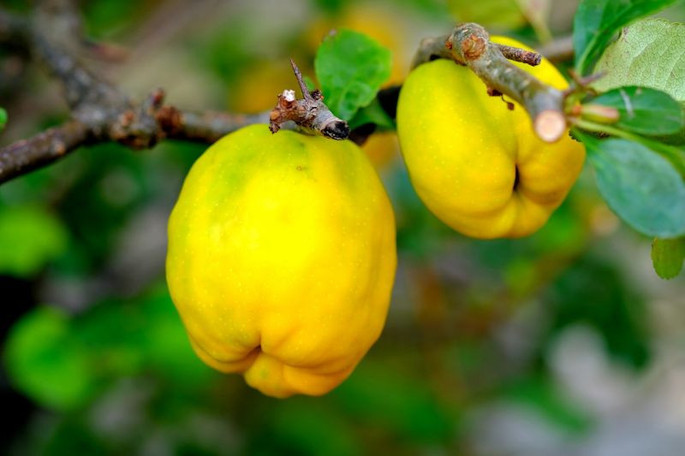 Gutuia, fructul  preferat de Zei și moldoveni