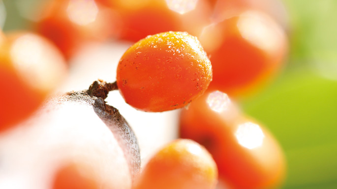 Olivello spinoso, i piccoli e insoliti frutti della Moldova
