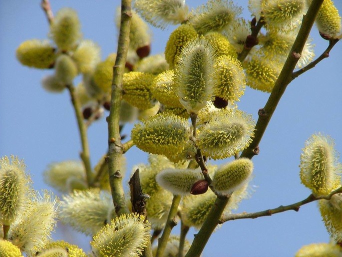 “Duminica Floriilor” ovvero La Domenica delle Palme