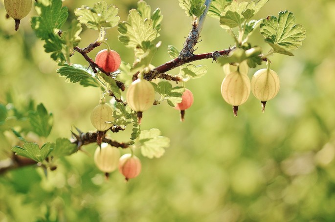 I piccoli frutti salutari del sottobosco