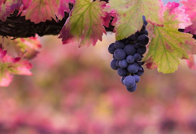 Giornata Nazionale del Vino