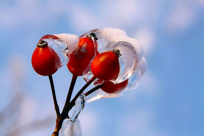 Măceş (Rosa canina), madre di tutte le rose