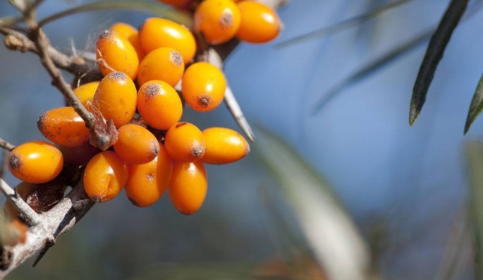 Olivello Spinoso, il frutto sacro dell’Himalaya