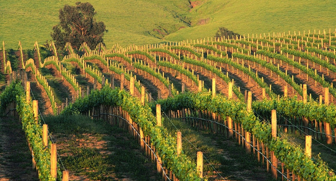 Il Vigneto Moldova Il Vigneto Moldova