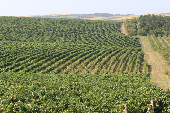 Il Vigneto sconosciuto