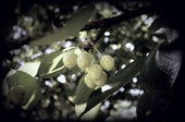 Белая черешня, забытый фрукт