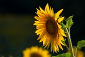 Moldova: floarea-soarelui privește doar spre est